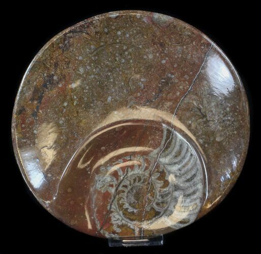 Fossil Orthoceras & Goniatite Plate - Stoneware #37564